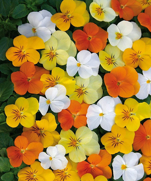 12 X Very Healthy Viola Twix F1 Citrus Mix Mini Plug Plants Best Buy